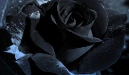 红玫瑰黑玫瑰在线观看,爱恨交织的复仇传奇